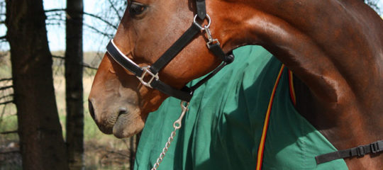 couvertures pour chevaux