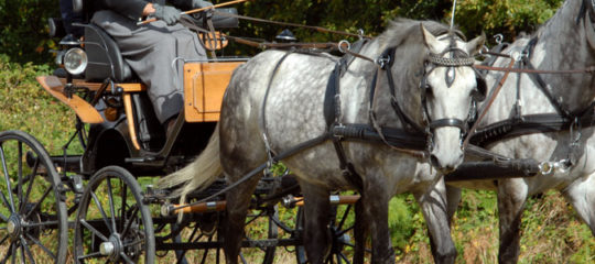 attelage avec les chevaux