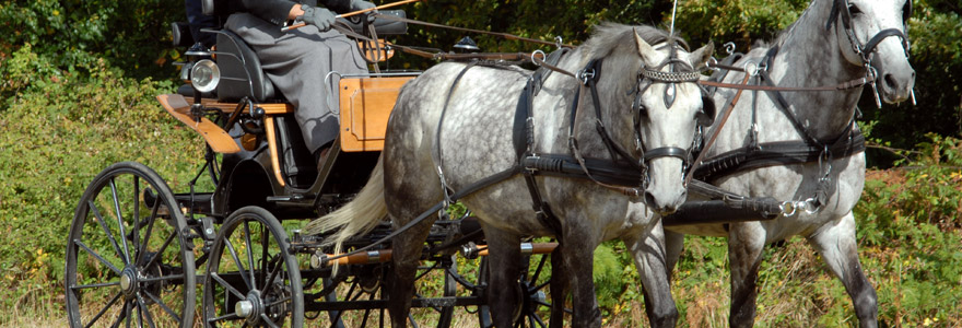 attelage avec les chevaux