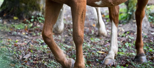arthrose du cheval