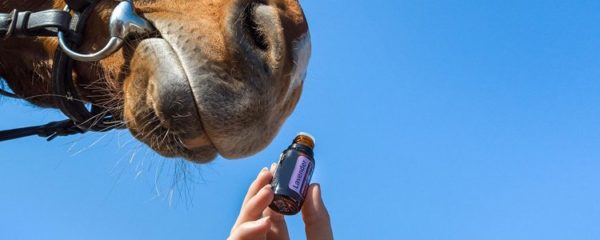 phytothérapie cheval